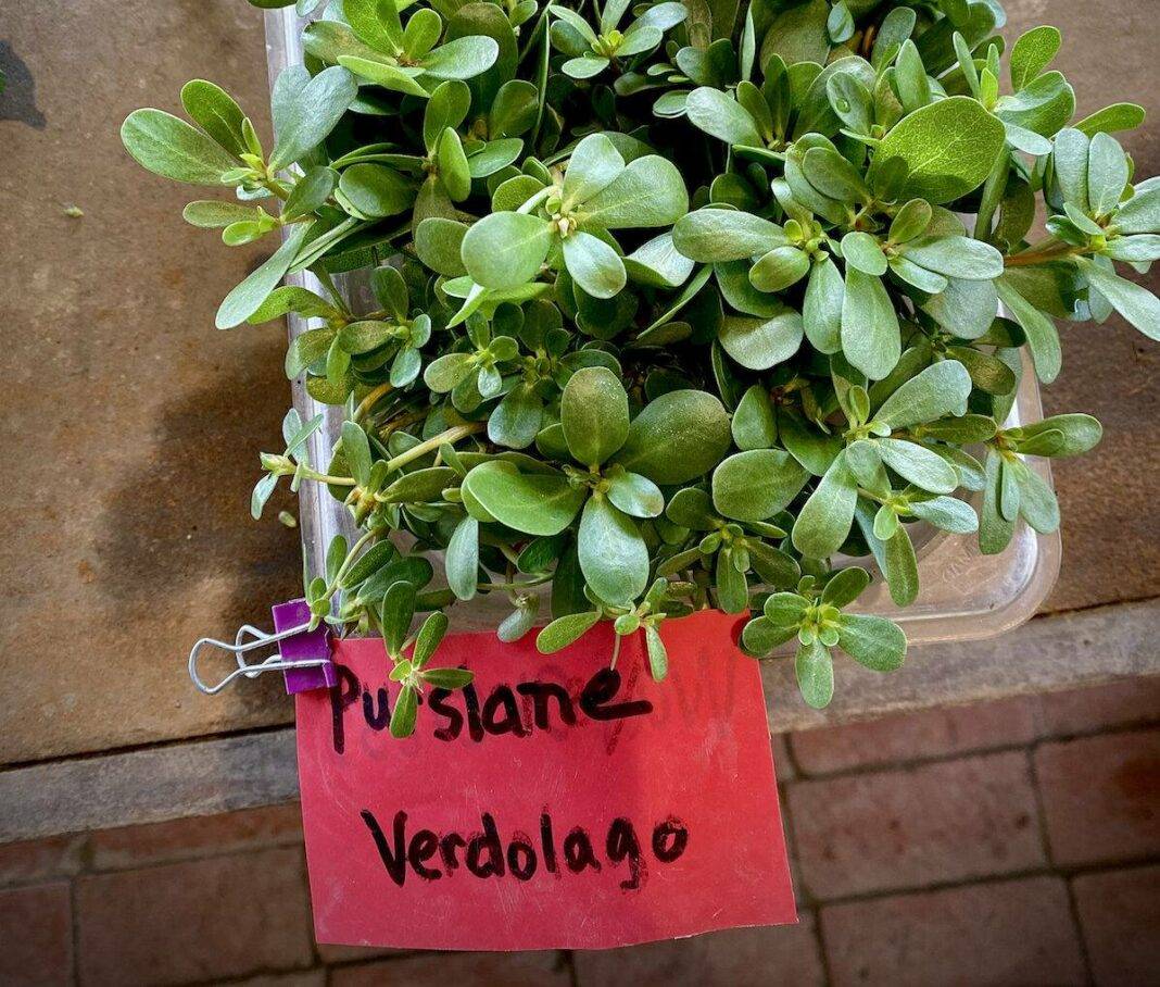 Purslane is a highly nutritious wild-growing edible succulent. — Photos by Nicole Litvack