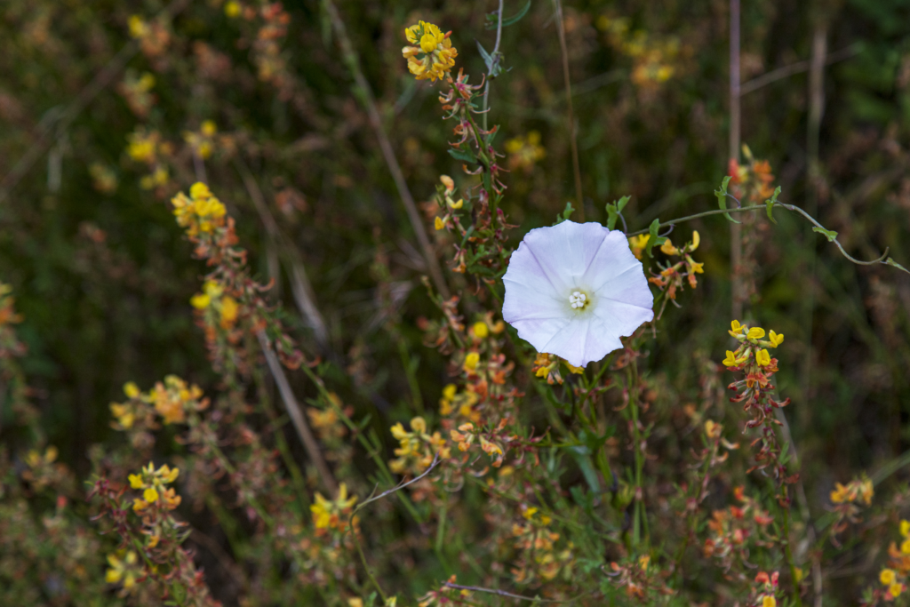 Island Morning Glory (Calystegia macrostegia), a flower native to Southern California chaparral and sage scrub, pictureed at Arroyo Hondo Preserve in Goleta alongside Deerweed (Acmispon glaber), another native plant with the same habitat.